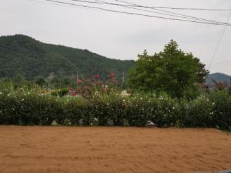 산청생비량초등학교 모래소독